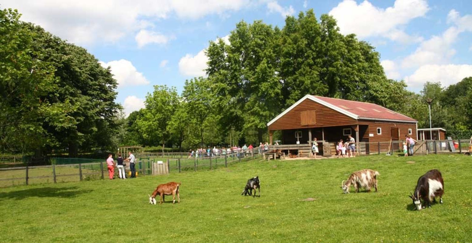 Schapen lopen lekker in de wei. Foto: Nationaal Kinderboerderijenweekend.