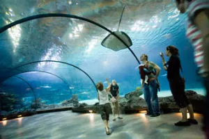 Bekijk de gitaarroggen in het Oceanium. Foto: Diergaarde Blijdorp © Rob Doolaard.