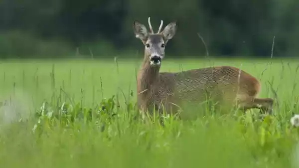 Reeënexcursie op de fiets bruine reebok tussen natuurgroen | Foto geüpload door gebruiker Staatsbosbeheer.