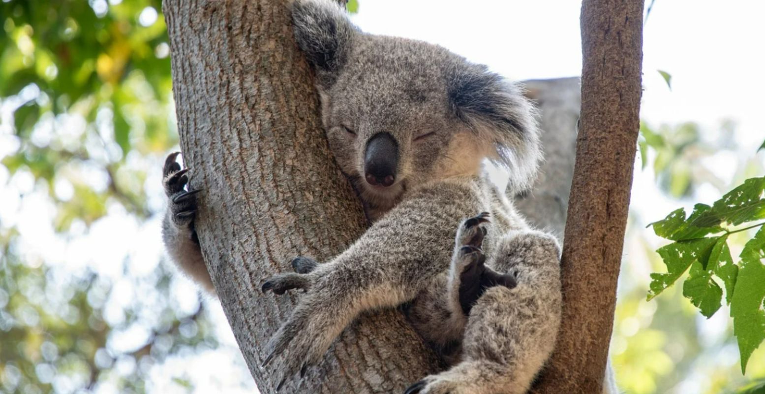 Hopelijk liggen de koala's er binnenkort ook zo relaxt bij in de klimboom van Koalia in Ouwehands Dierenpark. Foto: © xiSerge via  Pixabay 
