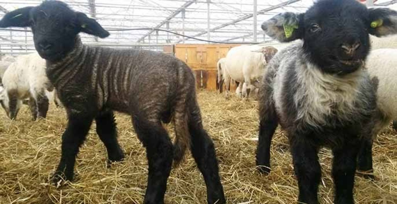 Misschien wordt er wel ter plekke een lammetje geboren! Foto: De Stad Uit