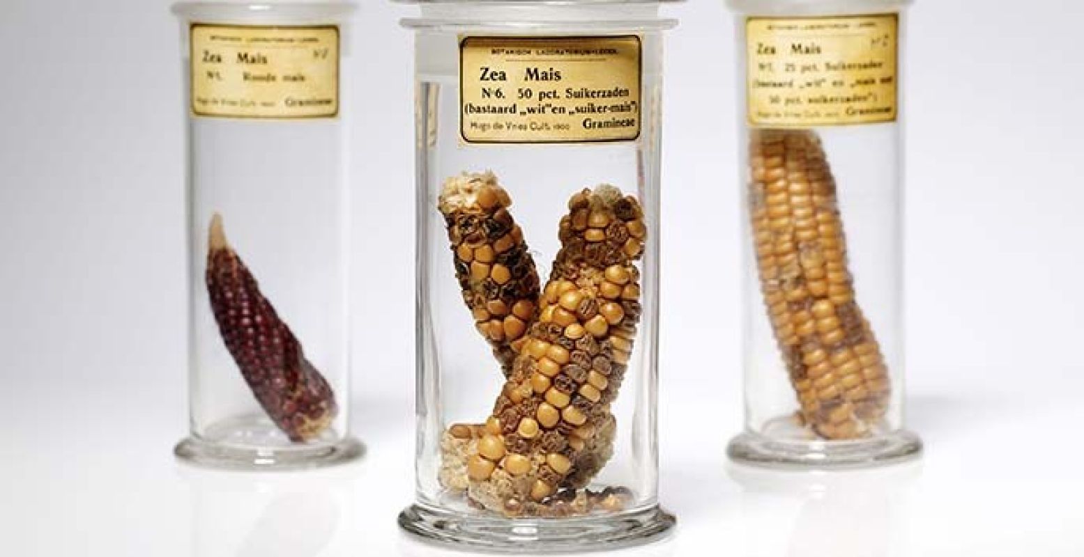 Maiskolven gekweekt door plantkundige Hugo de Vries om de wetten van Mendel over erfelijkheid te illustreren, 1900. (Museum Boerhaave, V10381, V10380, V10382). Foto: Marieke de Lorijn