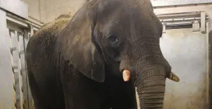 Rhenen in rouw: pasgeboren olifant gedood door eigen moeder Afrikaanse olifanten staan bekend om hun onvoorspelbaarheid rond pasgeboren olifanten. Foto: Ouwehands Dierenpark.