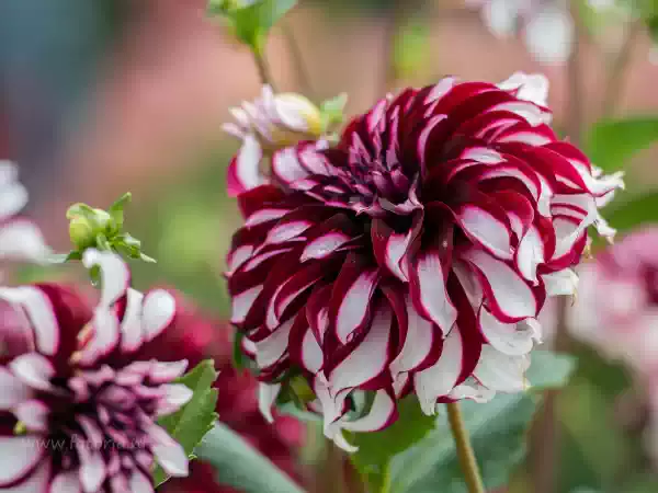 Foto: Bloemencorso Rekken Foto: Bloemencorso Rekken
