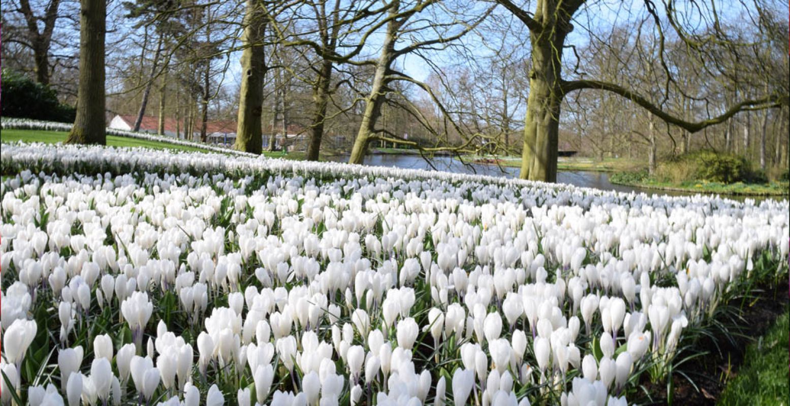 Dwaal door de uitgestrekte tuin.