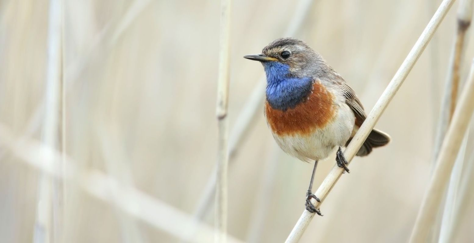 Blauwborstjes spotten in de Wieden. Foto: Natuurmonumenten © Rick Willemsen.