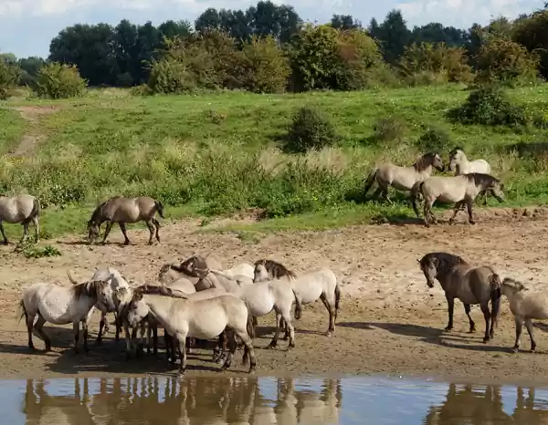 De Konikspaarden lessen hun dorst aan de oever van de rivier. Foto: Cees van Doodeweerd.