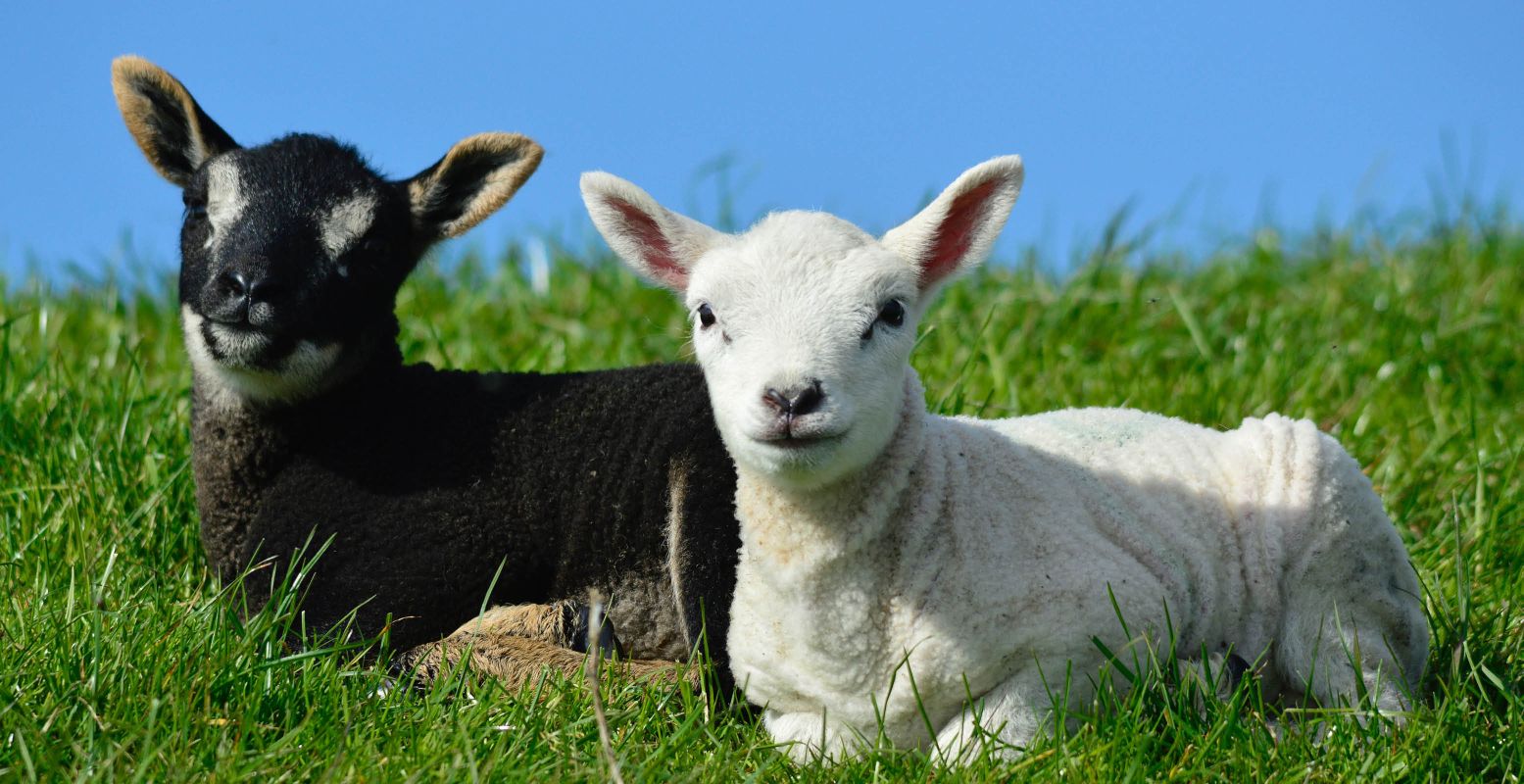 Lammetjes op Texel. Foto:  Unsplash License  © Hes Mundt