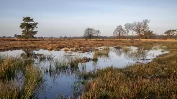 Ontdek het hoogveen van de Engbertsdijksvenen Bevroren pijpestrootje | Foto ge&uuml;pload door gebruiker Staatsbosbeheer.