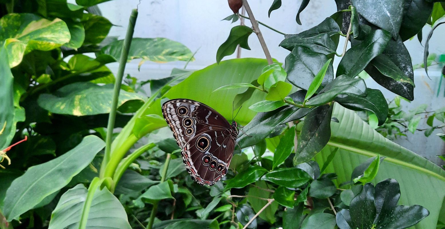 Speur naar de mooiste vlinders in de vlindertuin. Foto: DagjeWeg.NL