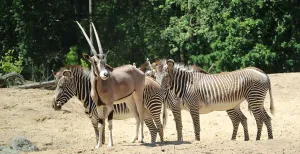 Vlieg als een ooievaar in DierenPark Amersfoort