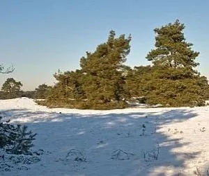 Bungalow tussen de bomen