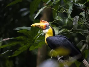 Spot een geribbelde neushoornvogel in de Bush. Foto: Burgers' Zoo