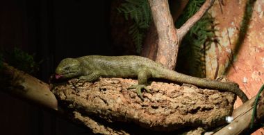 Brrr: reusachtige spinnen en slangen in Iguana