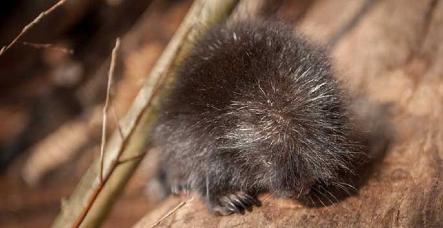 Babyboomstekelvarken. Foto: Antwerpen Zoo