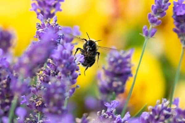 OERRR kriebelbeestjes huisje maken OERRR kriebelbeestjes huisje maken | Foto ge&uuml;pload door gebruiker Natuurmonumenten.