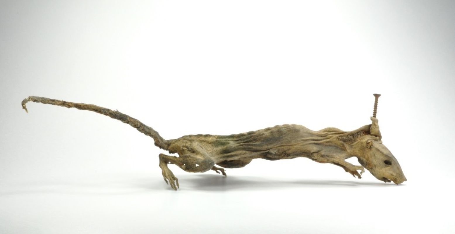 Deze rat werd een mummie nadat hij een schroef door zijn kop kreeg. Foto: Het Natuurhistorisch.
