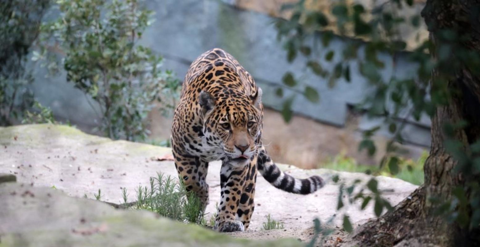 Oog in oog met een echte Jaguar. Foto: Edwin Butter