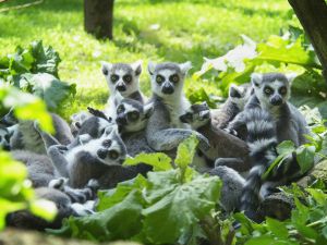 DierenPark Amersfoort