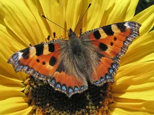 Een voorjaar vol vlinders