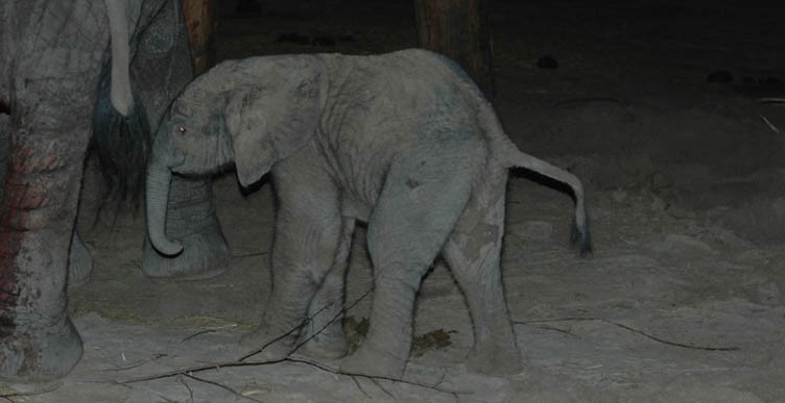 Het pasgeboren olifantje. Foto: Safaripark Beekse Bergen / Libéma.