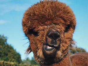 Alpaca Ranch d'n Achterhoek