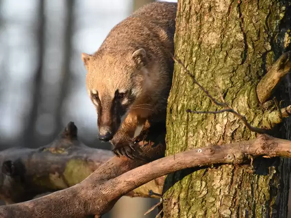 Een van de vele opgevangen dieren: de neusbeer. Foto: Dierenpark Hoenderdaell
