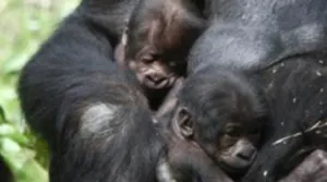 Beschuit met muisjes in de dierentuin Niet één, maar twee baby-aapjes! Foto:  Burgers' Zoo 