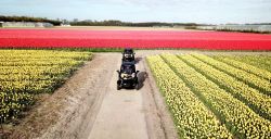 Hier vind je tulpenvelden - een plaatje!