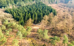 Bespied de zwijnen en herten van de Veluwe