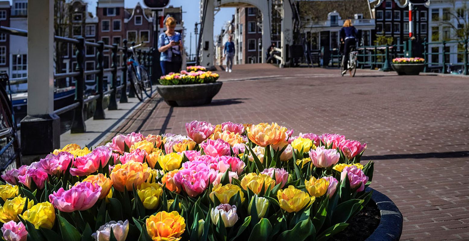 Krijg een echt lentegevoel tijdens het Tulp Festival in Amsterdam! Foto: Tulp Festival © John Lewis en Daniël Marshall