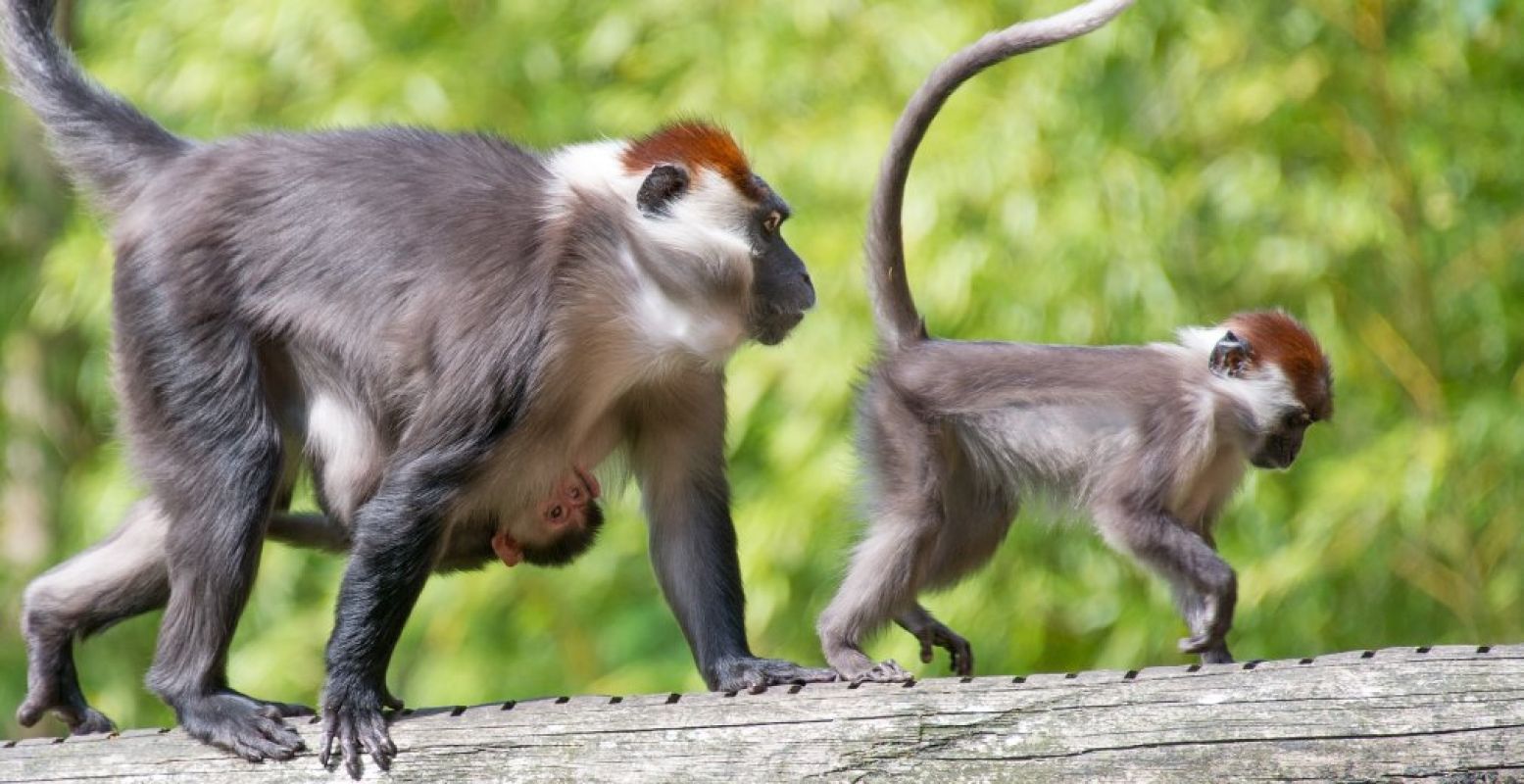 Een kersverse roodkruinmangabey. Foto: Apenheul