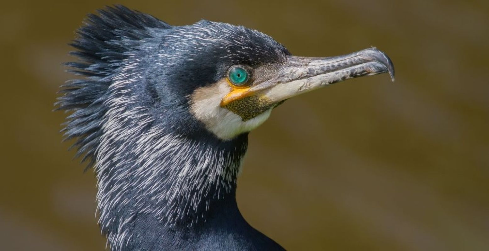 Op zoek naar Aalscholvers in de Wieden. Foto: Natuurmonumenten © Rick Willemsen.