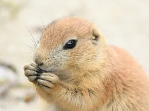 Lekker knabbelen. Foto: Dierenpark ZiE-ZOO © Timothy Raymond