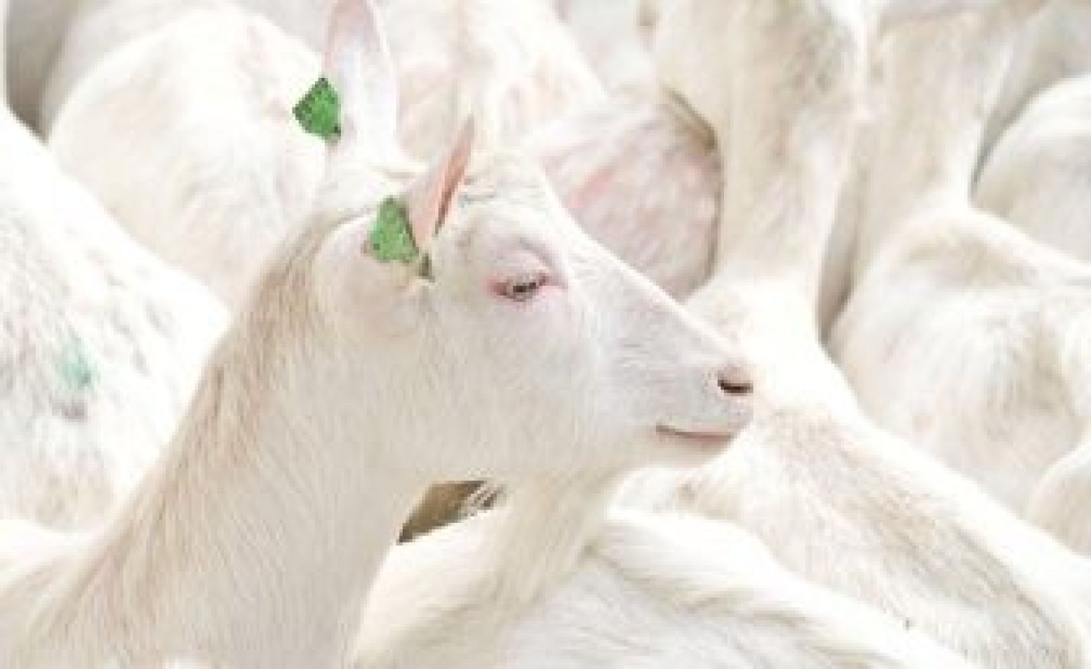 Daar is de witte geit! Foto: De Mèkkerstee