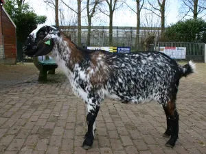 Foto: Kinderboerderij Otterspoor