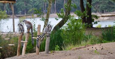 Op safari door nieuw gebied in Beekse Bergen