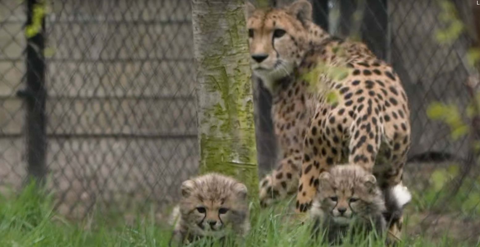 Wat een schattige dieren, deze pasgeboren cheeta's. Foto: Beekse Bergen (still uit YouTube-video)