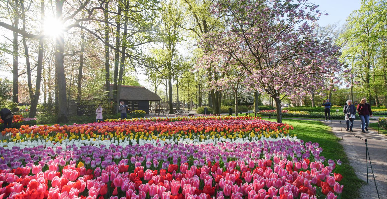 De grote tulpen staat vooral in bloei tijdens de tweede helft van het seizoen. Foto: Keukenhof