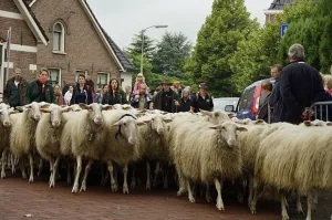 Veel geblaat en veel wol in Rheden