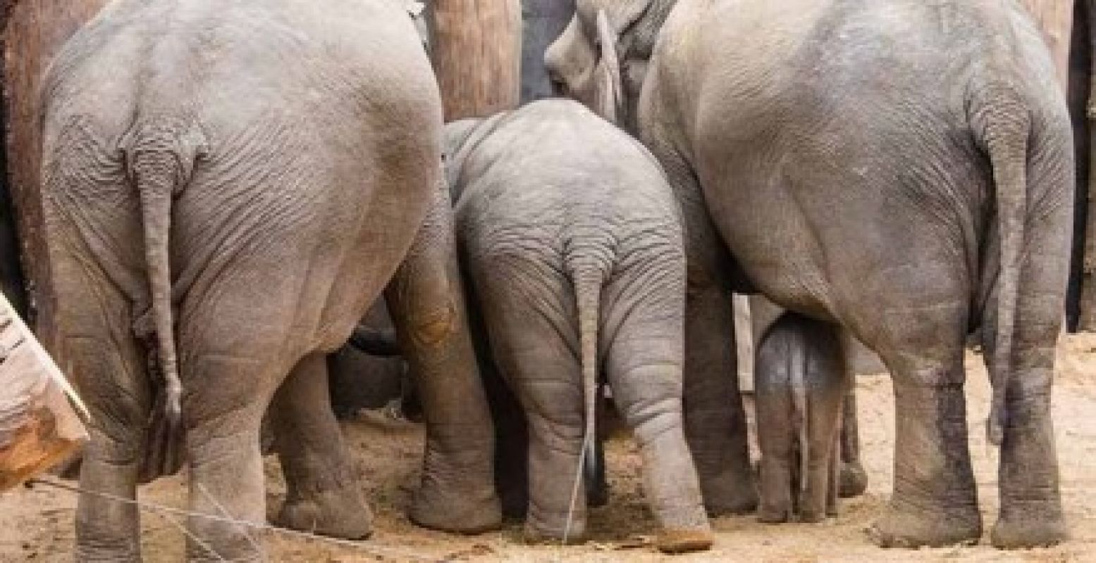 In de voorjaarsvakantie draait alles om poep in de zoo! Foto: DierenPark Amersfoort