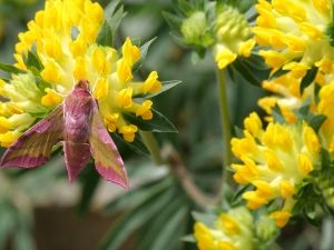 Wandel door de vlindertuin. Foto: De Passiflorahoeve.