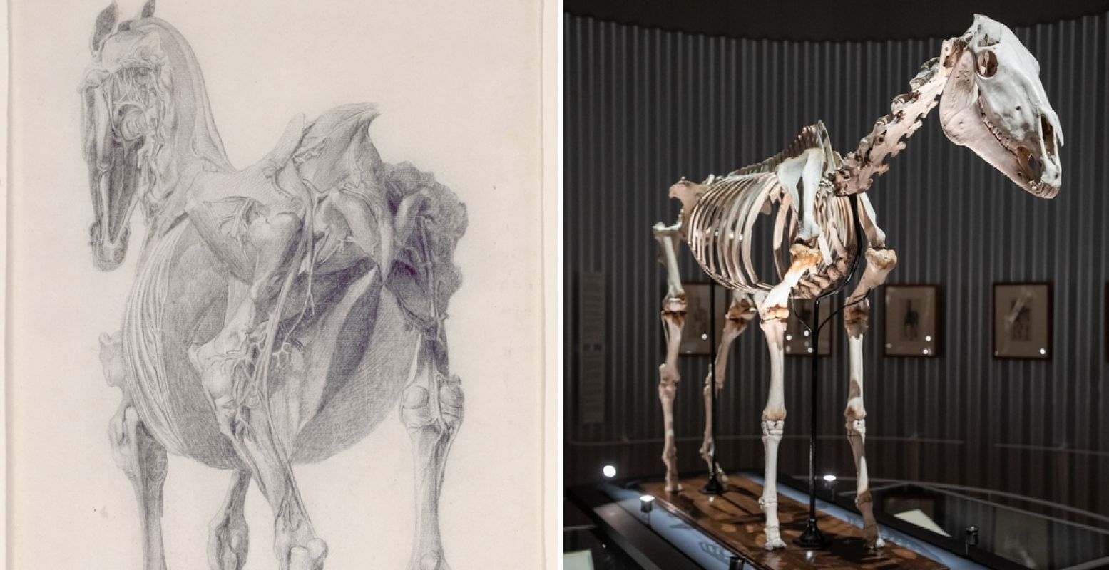 Links: George Stubbs, Studie voor â€˜De Vijftiende Anatomische Tabel voor de Spieren van het Paard: de diepste spieren en gewrichtsbanden', c.1756-1758. Londen, Royal Academy of Arts (legaat van Charles Landseer RA, 1879). Rechts: Eclipse (1764-1789), Skelet, 167 x 55 x 246 cm, Londen/Hertfordshire, Royal Veterinary College. Beide bijgesneden voor DagjeWeg.NL. Foto: Ivo Hoekstra, Mauritshuis