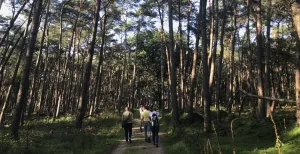 Wild spotten op de Veluwe Met de wildexcursie van Natuurcentrum Veluwe mag je het rustgebied van de dieren in. Foto: DagjeWeg.NL