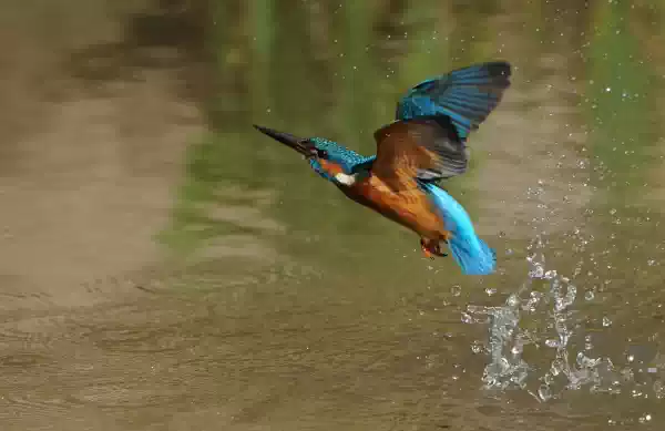 Rondleidingen met gids op zaterdag&zondag Foto geüpload door gebruiker Waterlinie Evenement