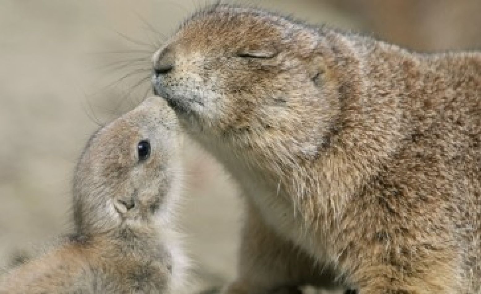 Prairiehonden begroeten elkaar met een kus. Foto: Dierenpark Emmen