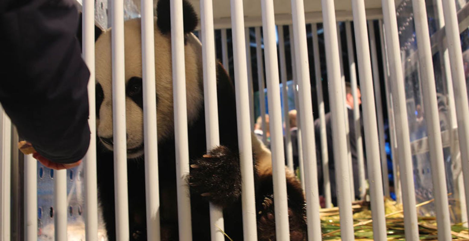 De panda's zijn veilig aangekomen op Schiphol. Foto: Redactie DagjeWeg.NL.