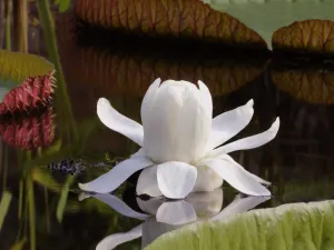 Foto: Hortus Botanicus Leiden © Duco de Vries