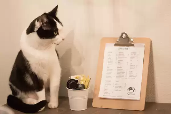 Wat ga jij bestellen? Foto: Kattencafé Op z'n Kop