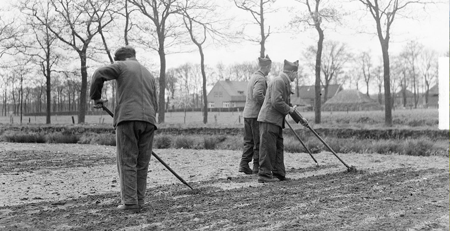 Mannen uit Rijkswerkinrichting Kamp Bergveen in Veenhuizen werken op land. Foto:  Nationaal Archief, CC0  @ Merk, Ben / Anefo